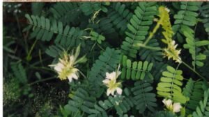 Gunja plant औषधीय पौधा
