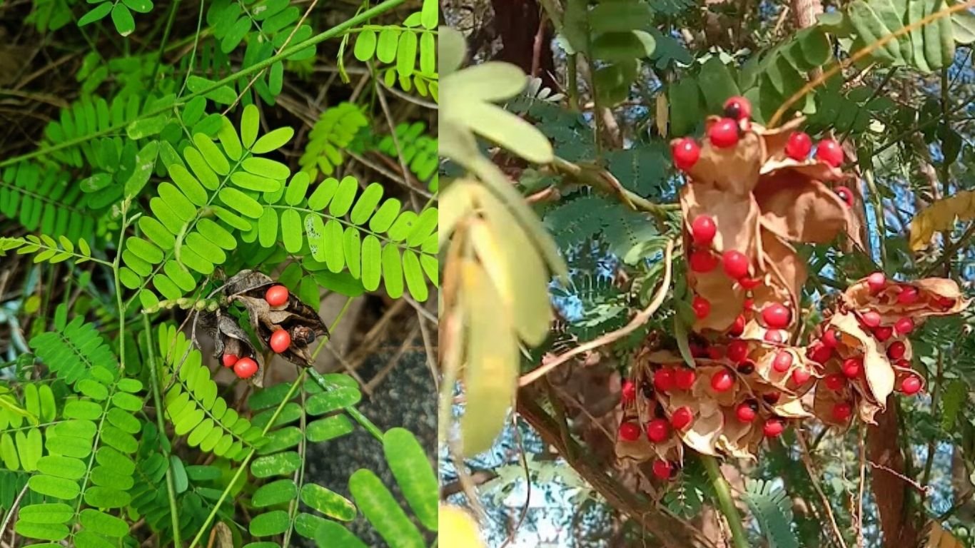 Gunja plant औषधीय पौधा के सिर पर लेप करने से गंजापन हो जाता है छूमंतर