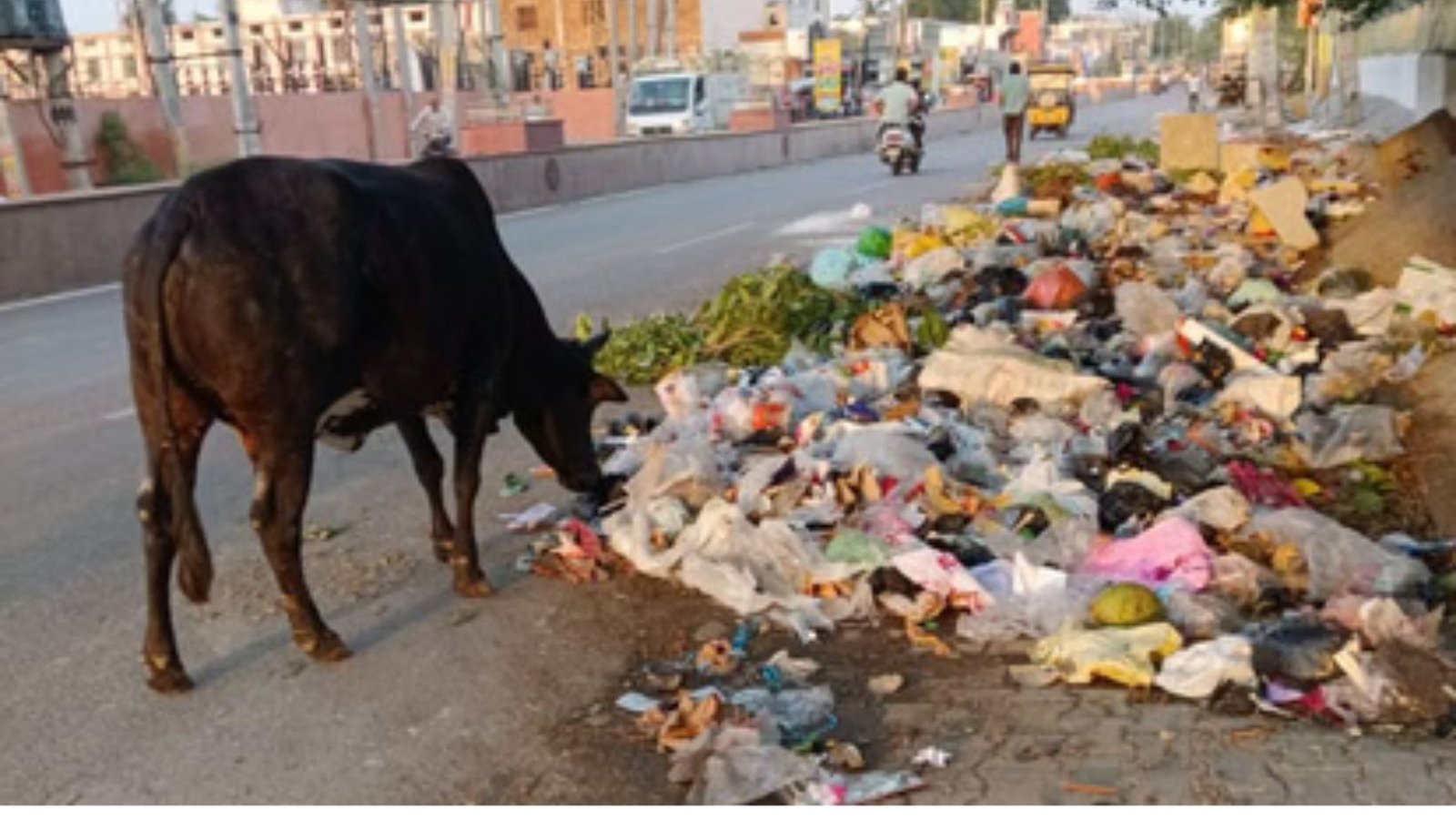Haryana News Tender allotted for waste disposal in Jind.