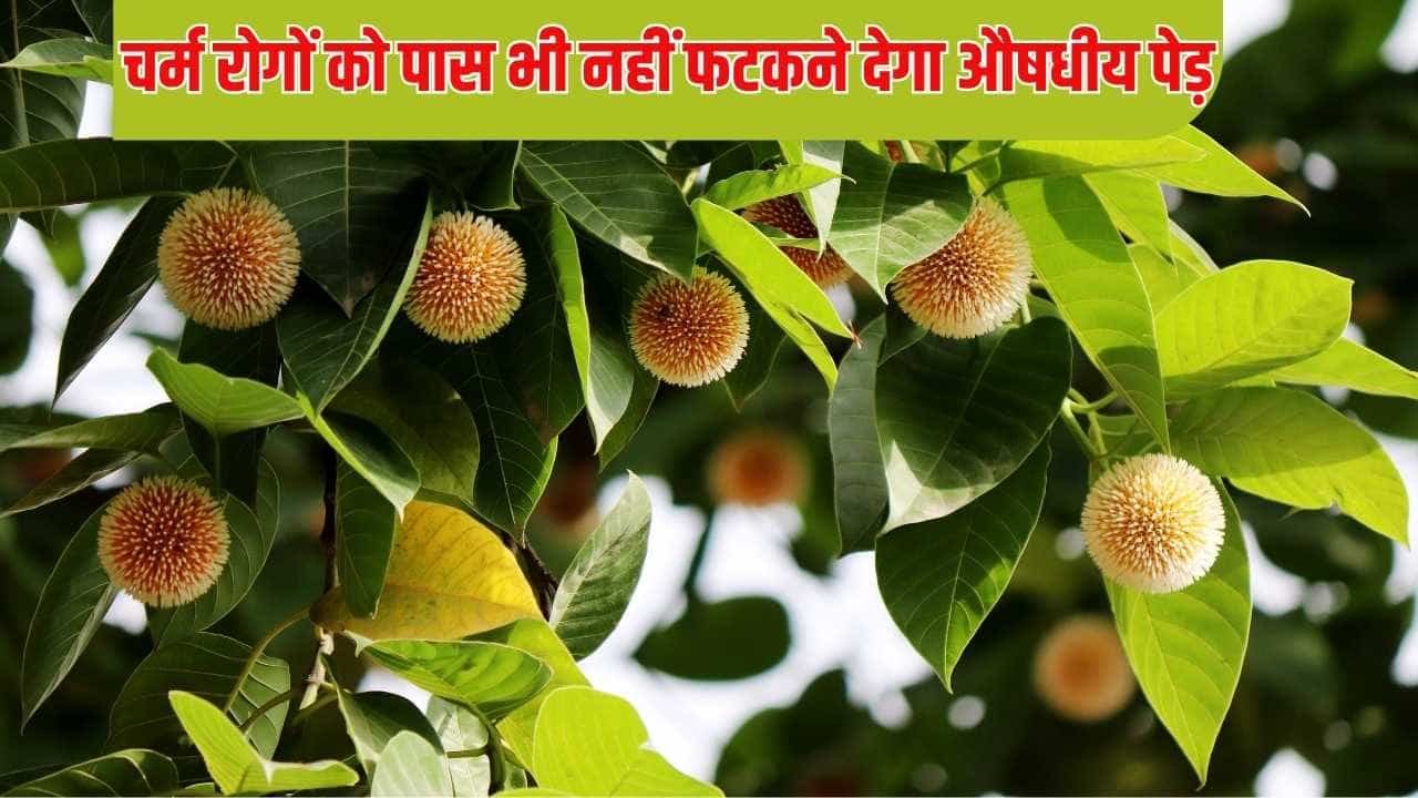 Kadamba tree benefits : बारिश में चर्म रोगों को पास भी नहीं फटकने देगा यह चमत्कारी औषधीय पेड़