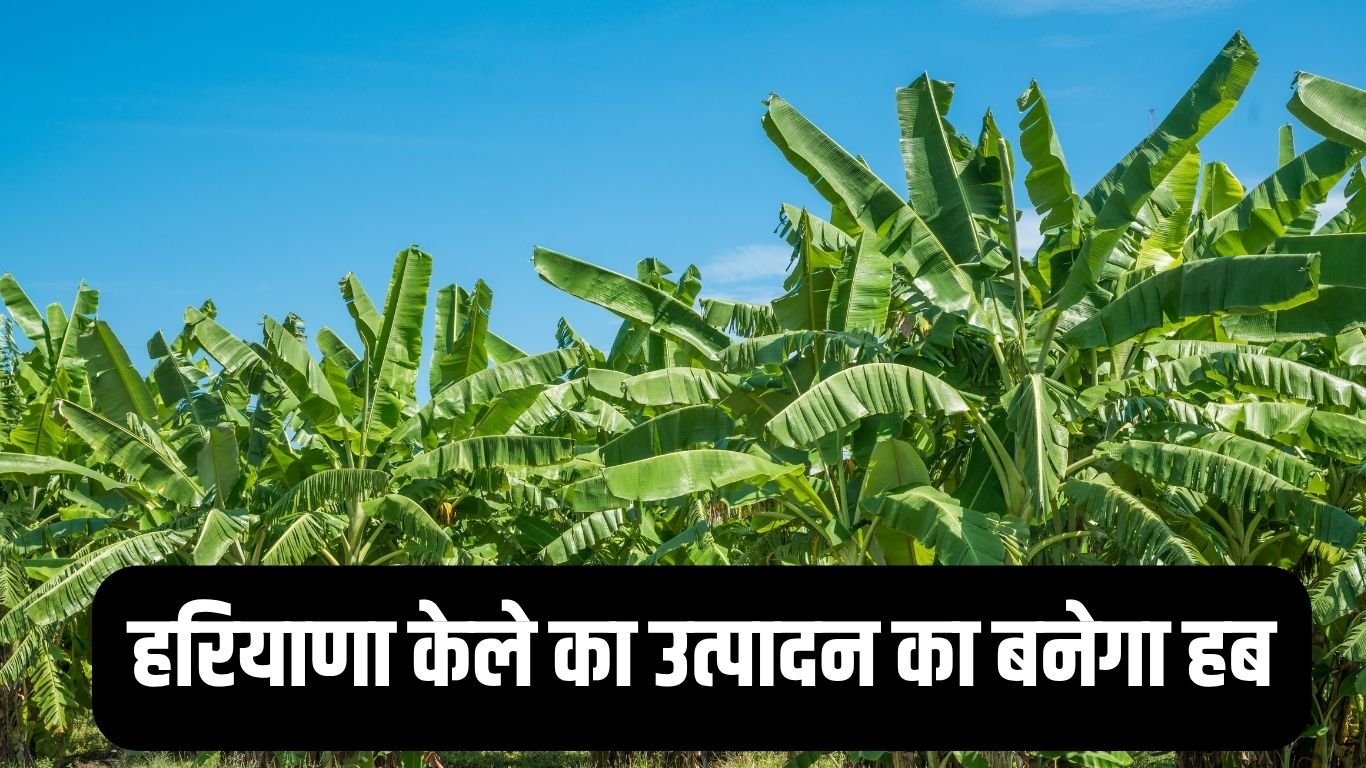 New banana variety हरियाणा केले का उत्पादन का बनेगा हब