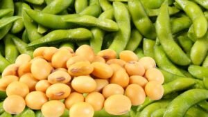 Soyabean Bhav सोयाबीन भाव में भारी गिरावट