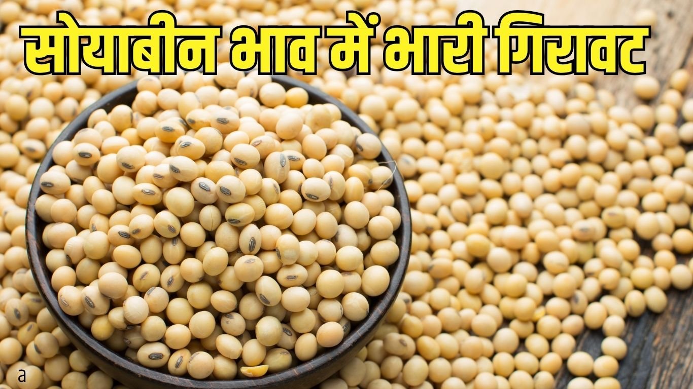 Soyabean Bhav सोयाबीन भाव में भारी गिरावट