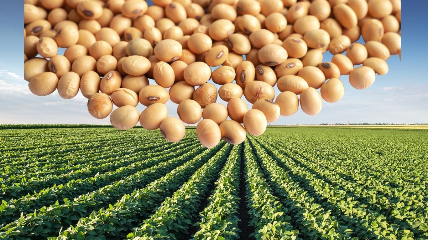 Soybean crop सोयाबीन फसल की बिजाई का 3 राज्यों में रकबा घटा