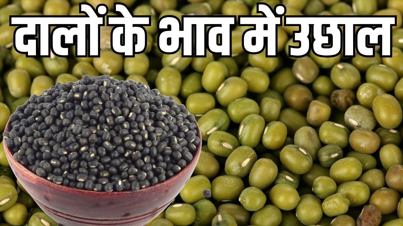 Wholesale prices markets डिमांड बढ़ने से मूंग व उड़द के भाव में आया उछाल