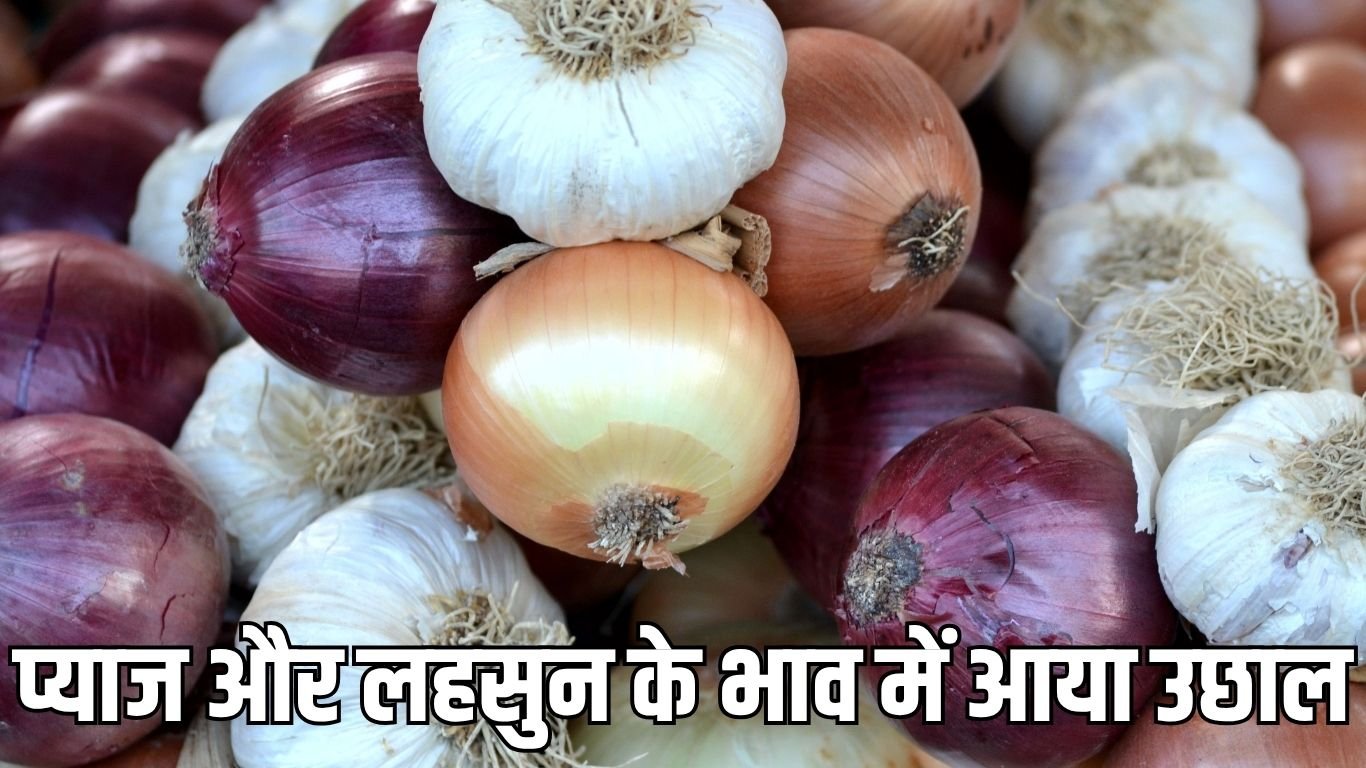 mp mandi bhav प्याज और लहसुन की आवाज कम होने से भाव में आया उछाल