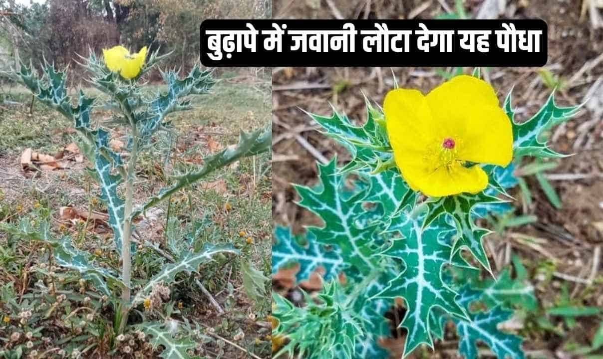 Satyanashi : बुढ़ापे में जवानी लौटा देगा यह पौधा, खूबियां जानकर चौक जाएंगे