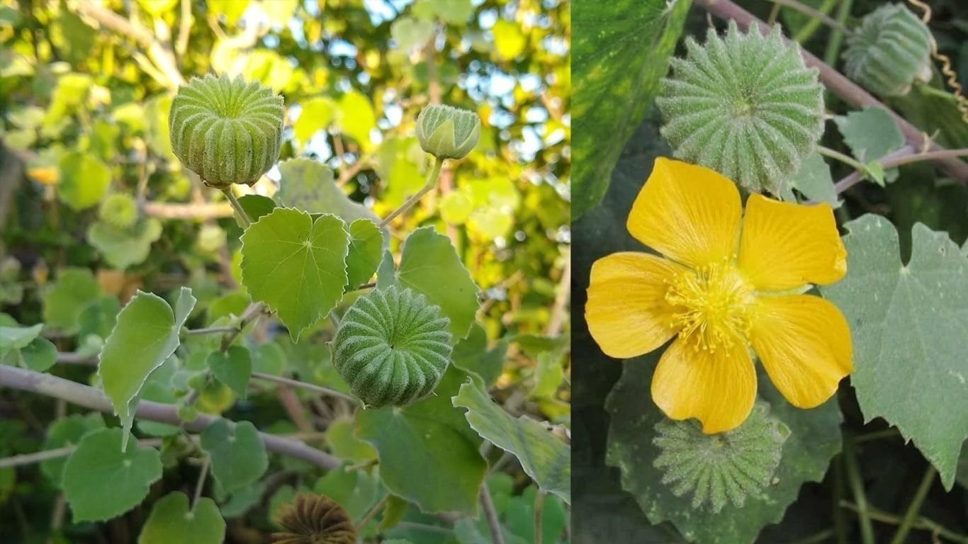 Atibala plant aushadhi gun