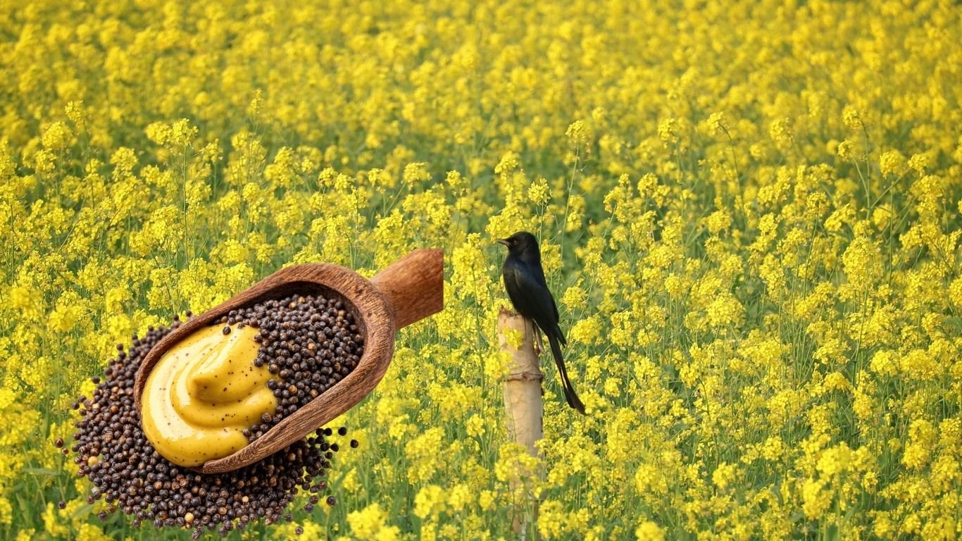 Mustard Procurement Update