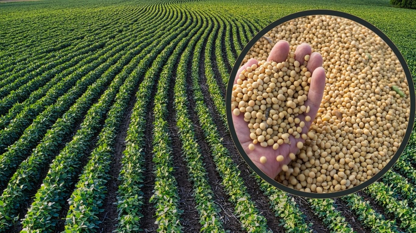 Record decline soybean sowing area