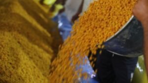 mandi bhav दाल के दामों में आया उछाल