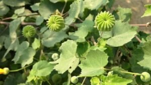 अतिबला पौधे (Atibala plant) की पहचान