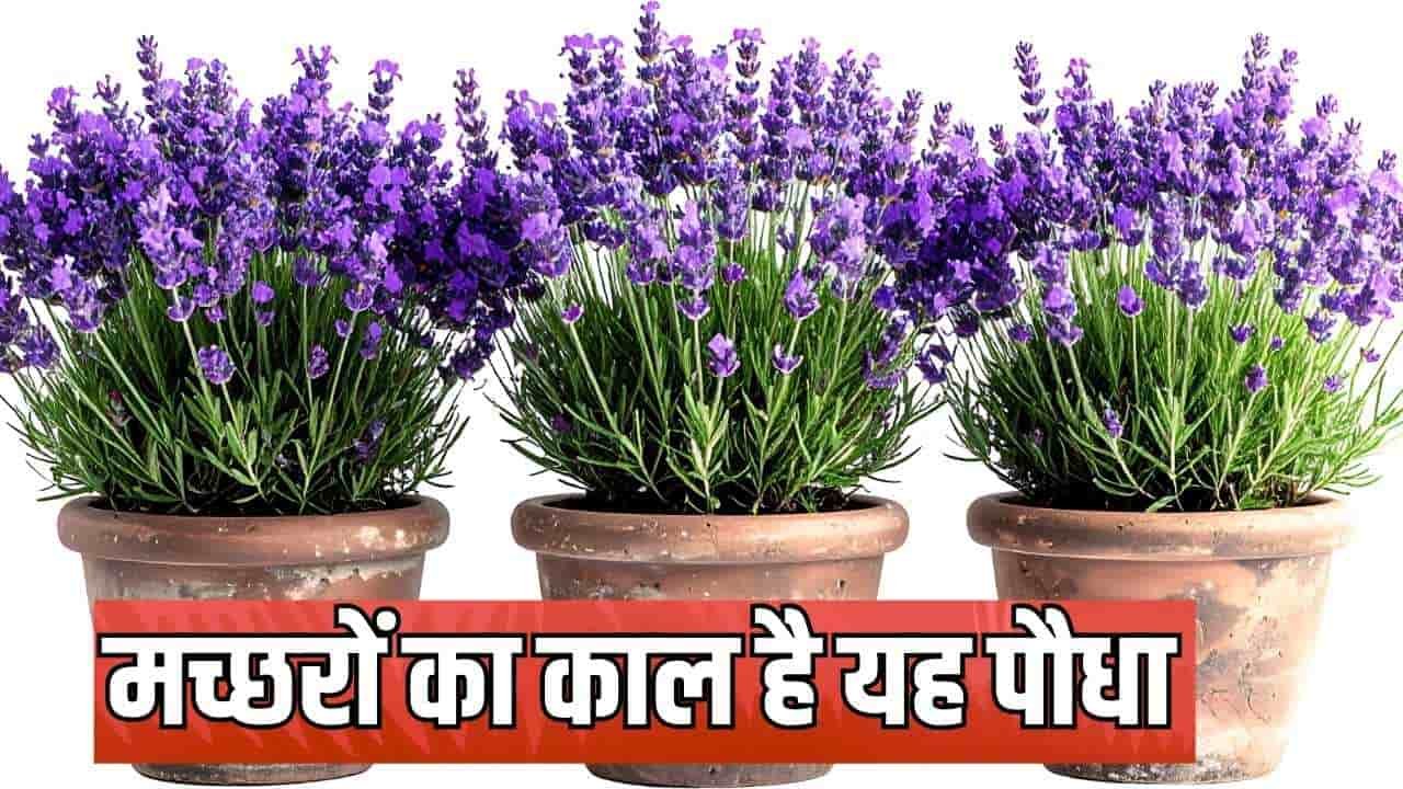 Lavender Plant : मच्छरों का काल है यह पौधा