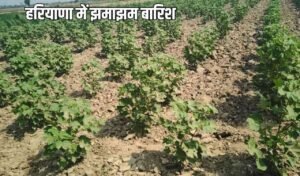 Haryana Monsoon Update : हरियाणा में मानसून सक्रीय, पूरे प्रदेश में झमाझम बारिश